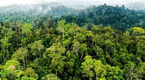 indonesia main di hutan Search